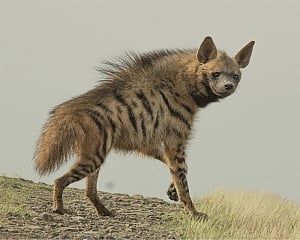 Rare striped hyena spotted in Asola Sanctuary after 2015: Officials