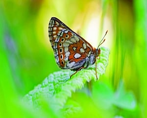 Reimaging the ecosystem