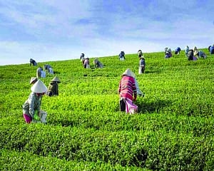 Role of cooperatives in Indian economy