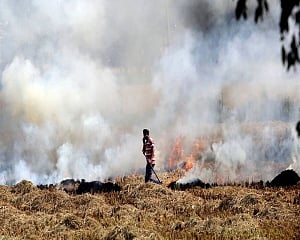 Stubble burning share in Delhi's air pollution may go up to 38% after Diwali: SAFAR