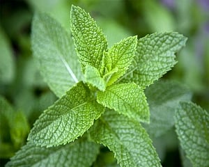 The abundant health benefits of mint leaves