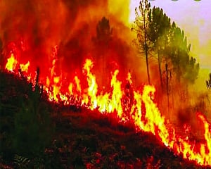 The Scourge of Forest Fires