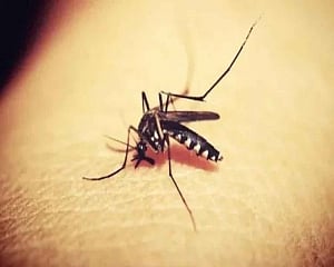 Three more test positive for Zika in Kerala, total reported cases 41: state Health Minister