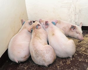 African swine fever reported in Kerala's Wayanad