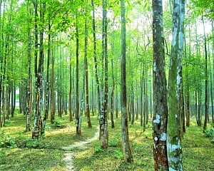 Agar tree is goldmine, needs a policy push