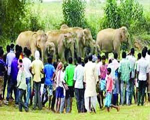 Centre to put man-animal conflict in ‘disaster' category