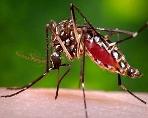 Delhi records 635 dengue cases in first 12 days of October