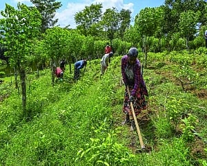 Going organic Indian, not Sri Lankan, way