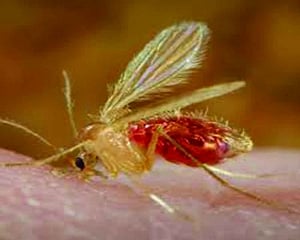 HIV-Kala Azar co-infection: New WHO guideline raises hopes