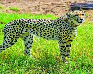 Imported cheetahs in Kuno kill 1st prey