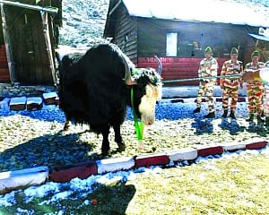 ITBP gives special medals to its 4-legged soldiers