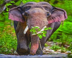Mammoth issue