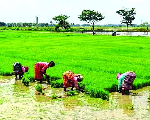 ‘Farm sector can maintain 4 per cent growth over next 10 years’