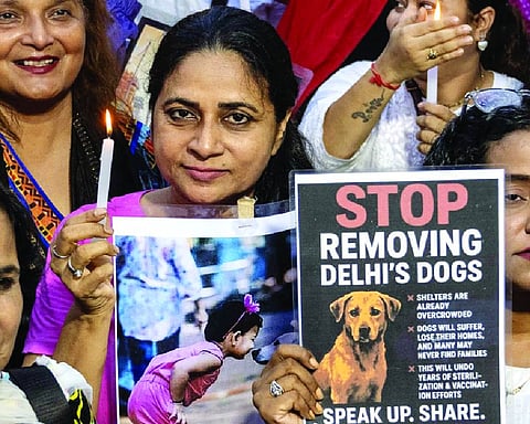 Animal lovers protest SC order on stray dog relocation