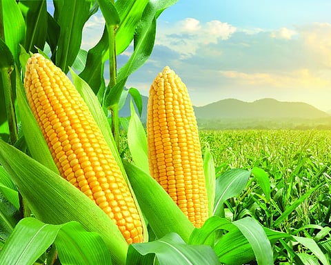 Building a resilient maize economy