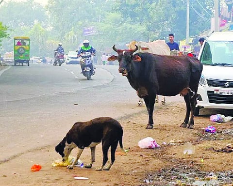 Dilemma on humane ways to deal with stray animals in Delhi dates back to British rule