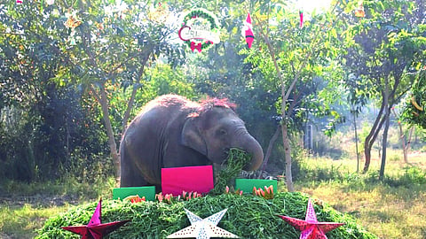 How a Christmas celebration marks an elephant calf’s fight back from a train tragedy