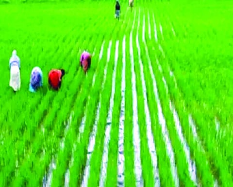 Pm Modi lauds Tamil Nadu’s efforts in paddy farming