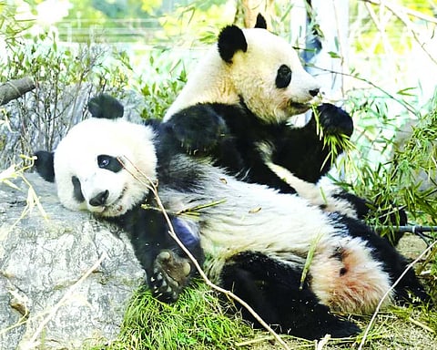 Popular panda twins to leave Tokyo zoo