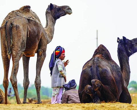 Rs 15 crore horse, Rs 23 crore buffalo shine at Pushkar fair