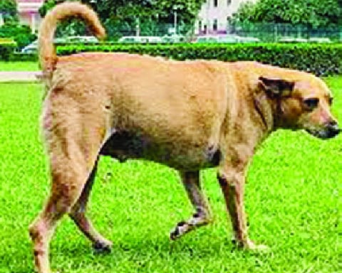 SC orders relocation of stray dogs to shelters