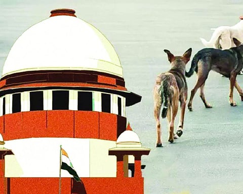 Stray dogs case: Chief Secretaries told to appear physically before SC