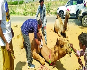 Abandoned, blinded, maimed; each rescued camels breathes a story