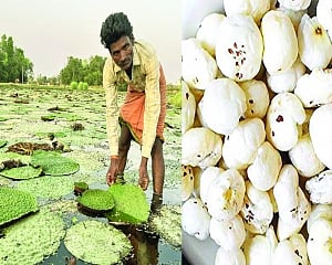 Aggressive push to Agriculture