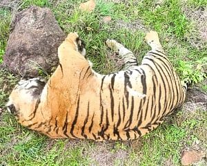 Four tigers found dead in Karnataka