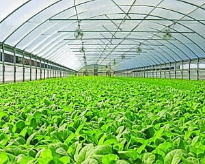 Harnessing the Dynamics of Bioeconomy in Indian Horticulture: Opportunities, Challenges, and Strategic Interventions