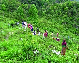 How restoring forests can combat climate change and empower communities