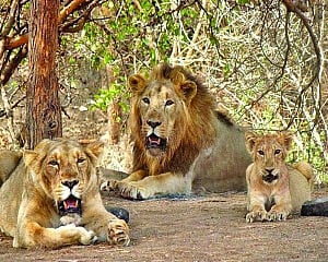 India’s roaring triumph: Lion population soars showcasing conservation success