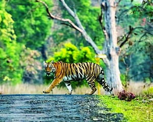 Jharkhand to relocate 780 families from tiger reserve