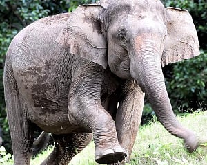 Karnataka Forest Minister Orders Action After Elephant Attacks