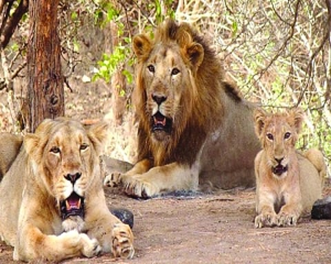 Mane attraction: Lions increase in Gujarat