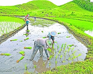 Monsoon 2025: How much is too much for Indian agriculture and economy?