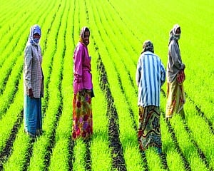 Natural farming: India’s path to sustainable agriculture and food security