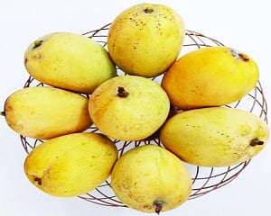 Patriotism and science merge to develop Sindoor mango