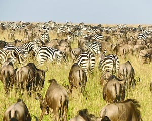 The Great Migration in Masai Mara
