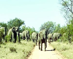 When elephants roamed beyond: A remarkable journey through China