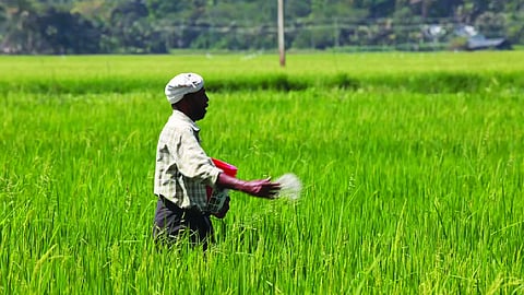 12% hike approved in subsidy for P&K fertilisers