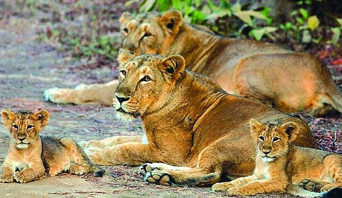 4 lion cubs die in Gujarat’s Gir forest region, 17 isolated amid viral infection scare