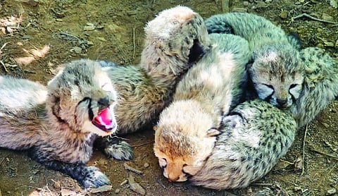 5 Cheetah cubs born in Kuno in MP