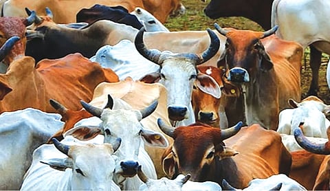 Allahabad HC dismisses habeas corpus plea of cow slaughter accused