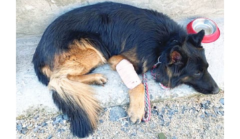 Army dog Tyson risks life to corner terrorists in Kishtwar