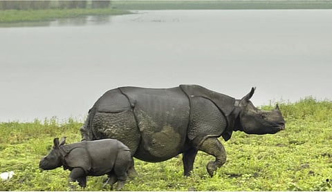 Source: www.kaziranga-national-park.com