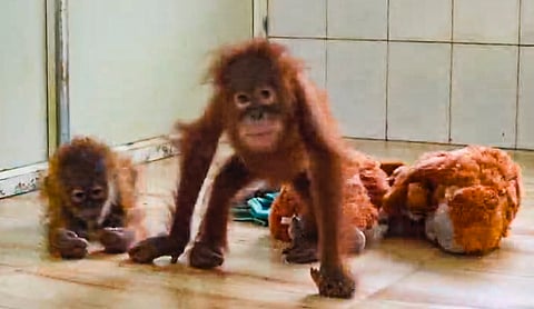 In this screengrab from a video received on Sept. 10, 2026, an official feeds baby orangutans, who were recently rescued from Balasore district, in a quarantine cell at the Nandankanan Zoological Park, in Khordha district, Odisha. PTI image