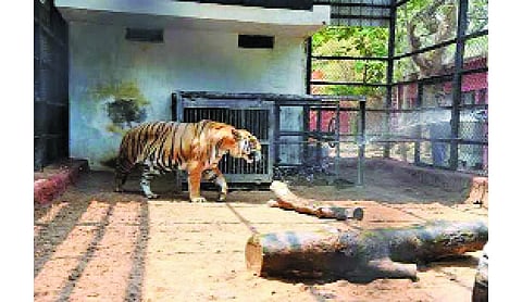 Beyond the bars: Rethinking zoos in the age of climate change
