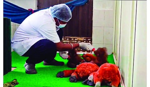 Black SUV key to Odisha orangutan probe, 55 CCTV cameras checked