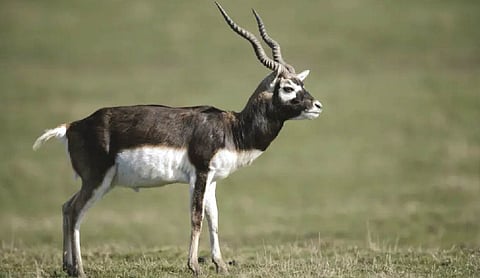 Blackbuck population rises sharply in Odisha’s Ganjam